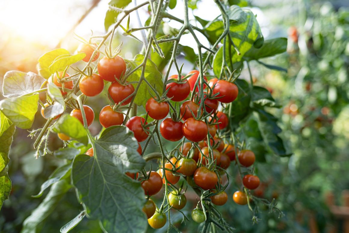 Tomaten in der Sonne am Strauch 